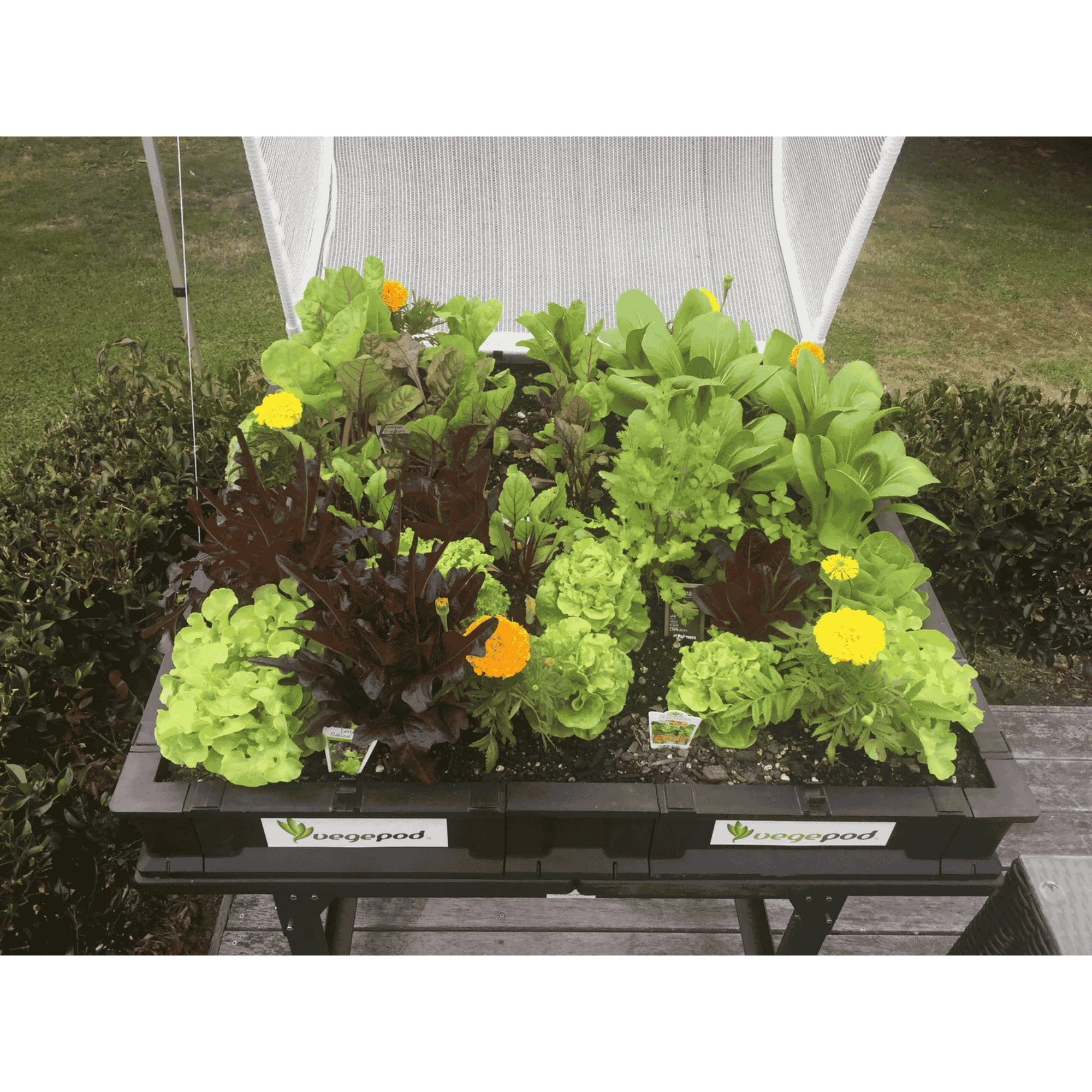 Vegepod Raised Garden Bed - Medium Display