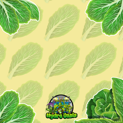 Wong Bok Plant Profile