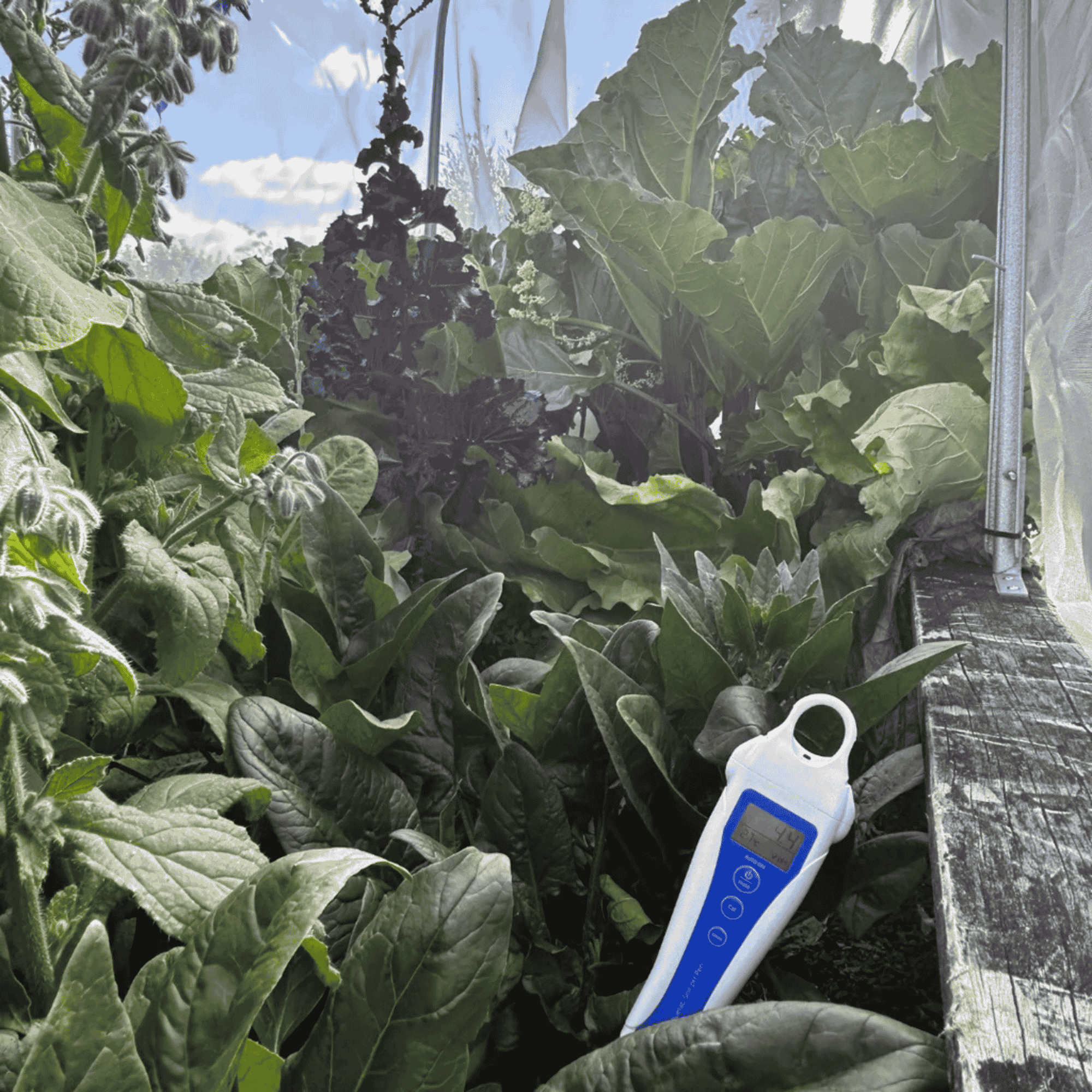 Bluelab Soil pH Pen display alt — alternate angle of live reading