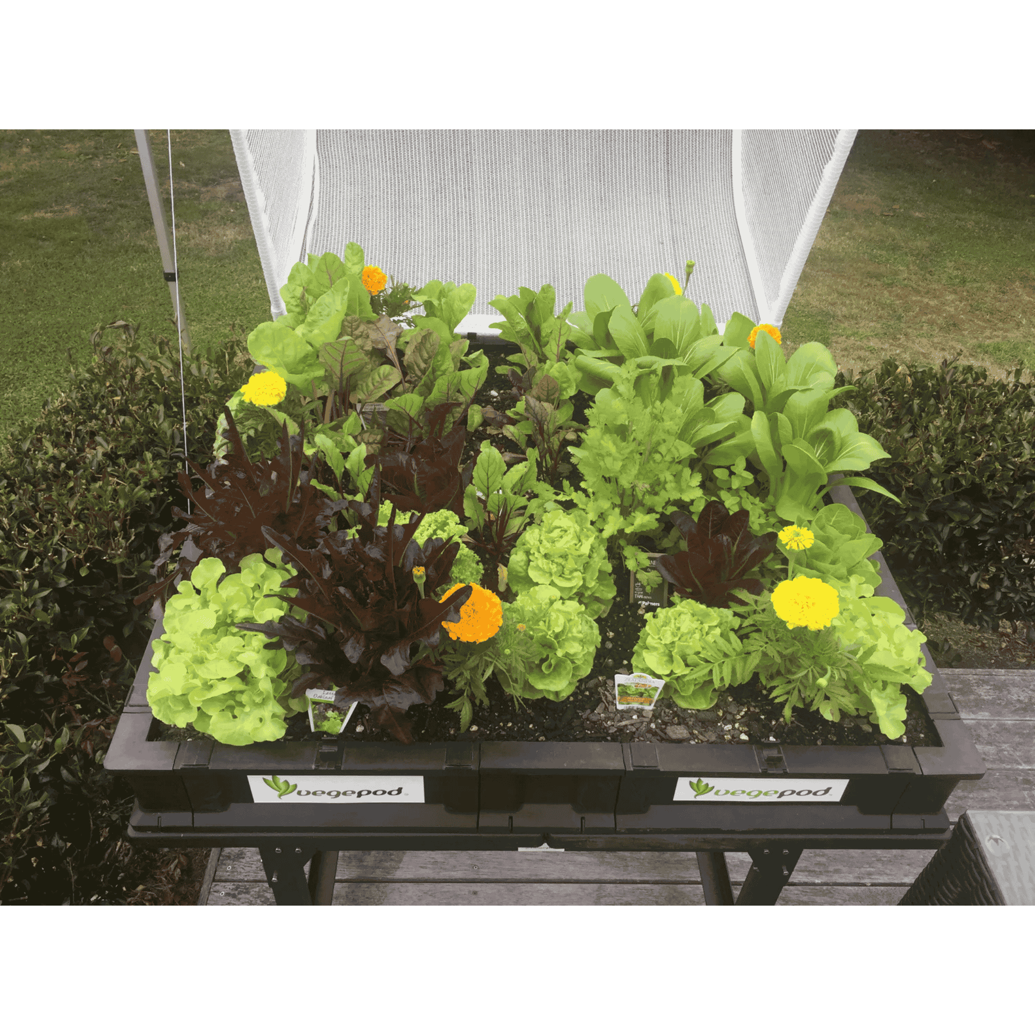 Vegepod Raised Garden Bed - Medium Display